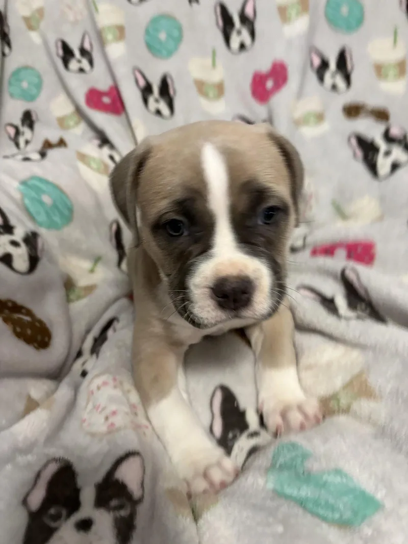 Gv Litter Natasha thumbnail 2
