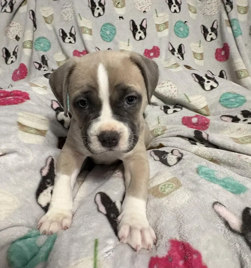 Gv Litter Natasha thumbnail 3