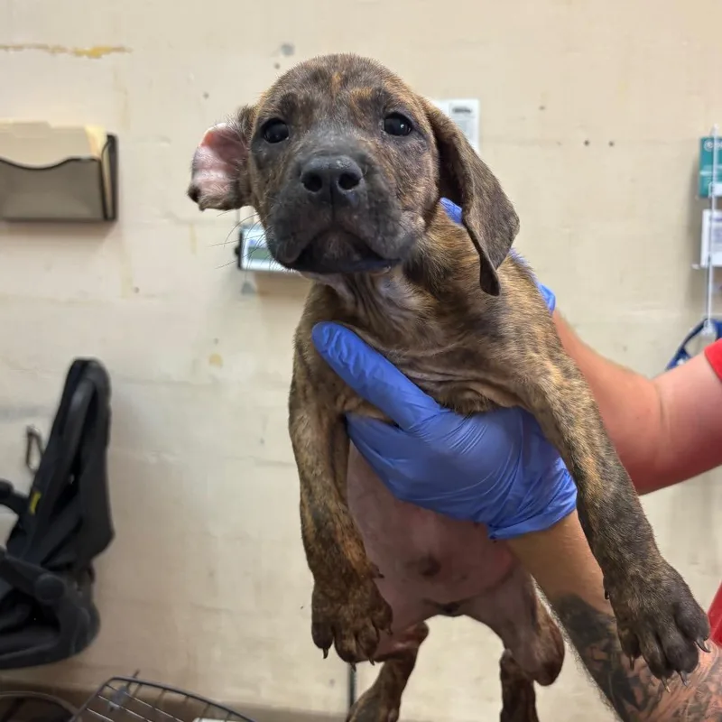 A baby small-sized male Brindle Pit Bull Terrier dog named Bolt for adoption in Birmingham, AL
