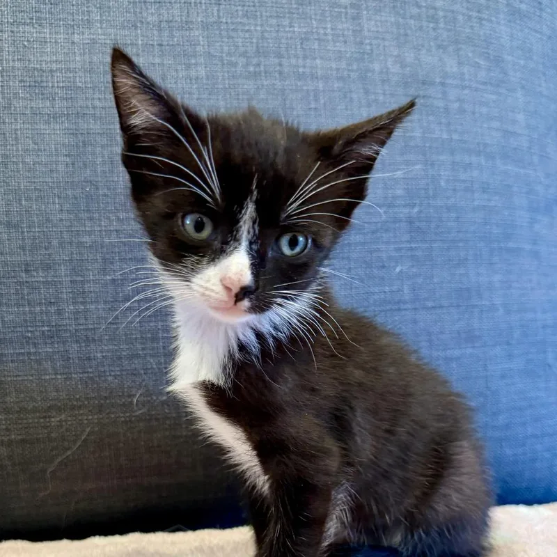 A baby small-sized male Black Domestic Short Hair cat named Cookies & Cream for adoption in Bel Air, MD