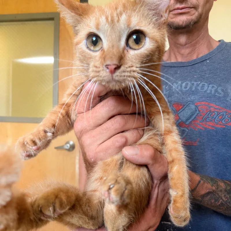 A young small-sized male Orange / Red Domestic Short Hair cat named Vision for adoption in Corinth, MS