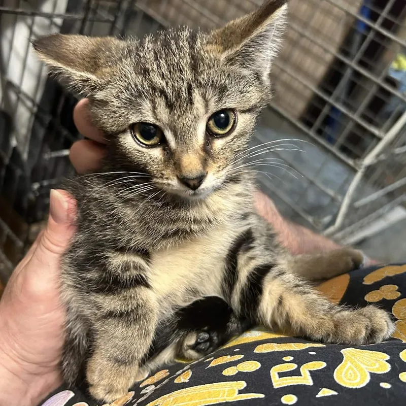 A baby small-sized female Brown / Chocolate Domestic Short Hair cat named Lily for adoption in Johnstown, PA