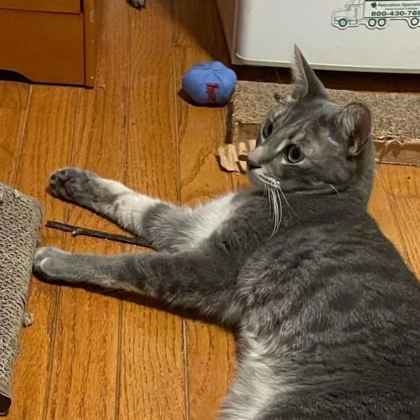 Theon Rb thumbnail 3