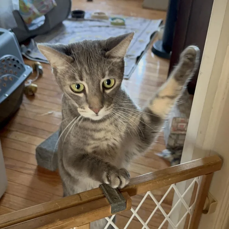 Theon Rb thumbnail 4