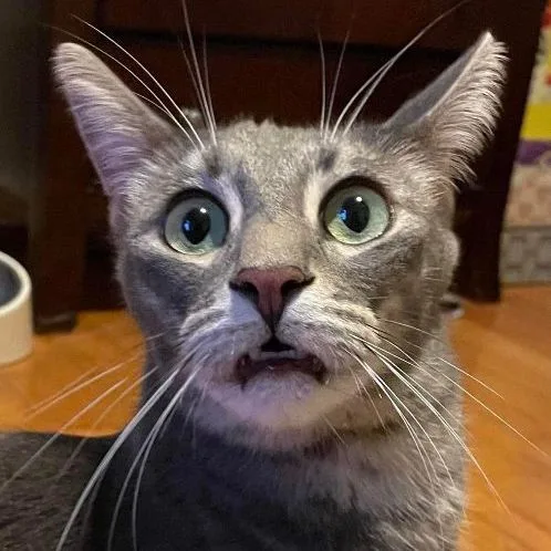 Theon Rb thumbnail 5