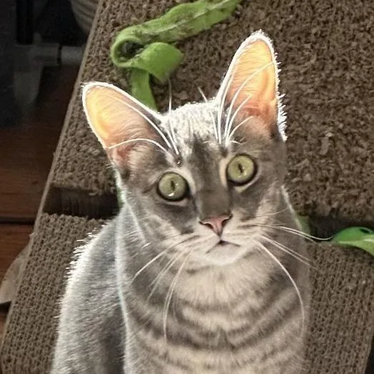 Theon Rb thumbnail 6