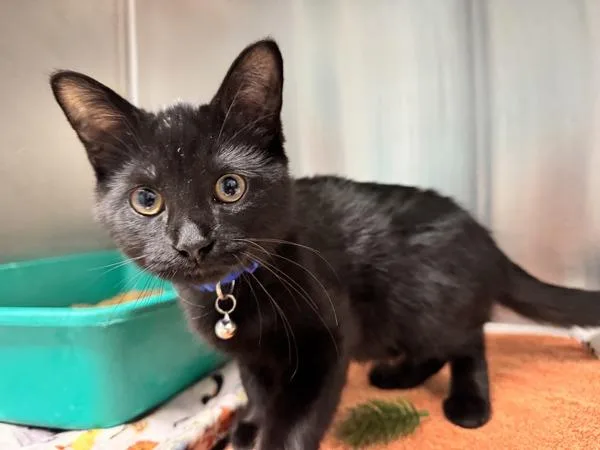 A baby small-sized male Domestic Short Hair cat named Ram for adoption in Oak Ridge, TN