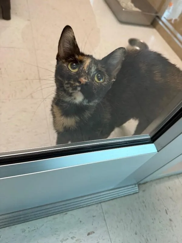 An adult medium-sized female Tortoiseshell cat named Lemon pepper for adoption in Hobbs, NM