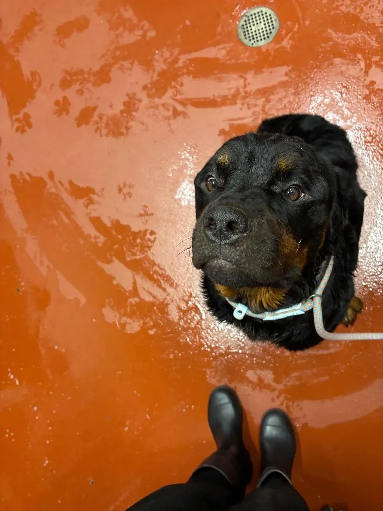 A young large-sized male Rottweiler dog named Gruff for adoption in Douglasville, GA