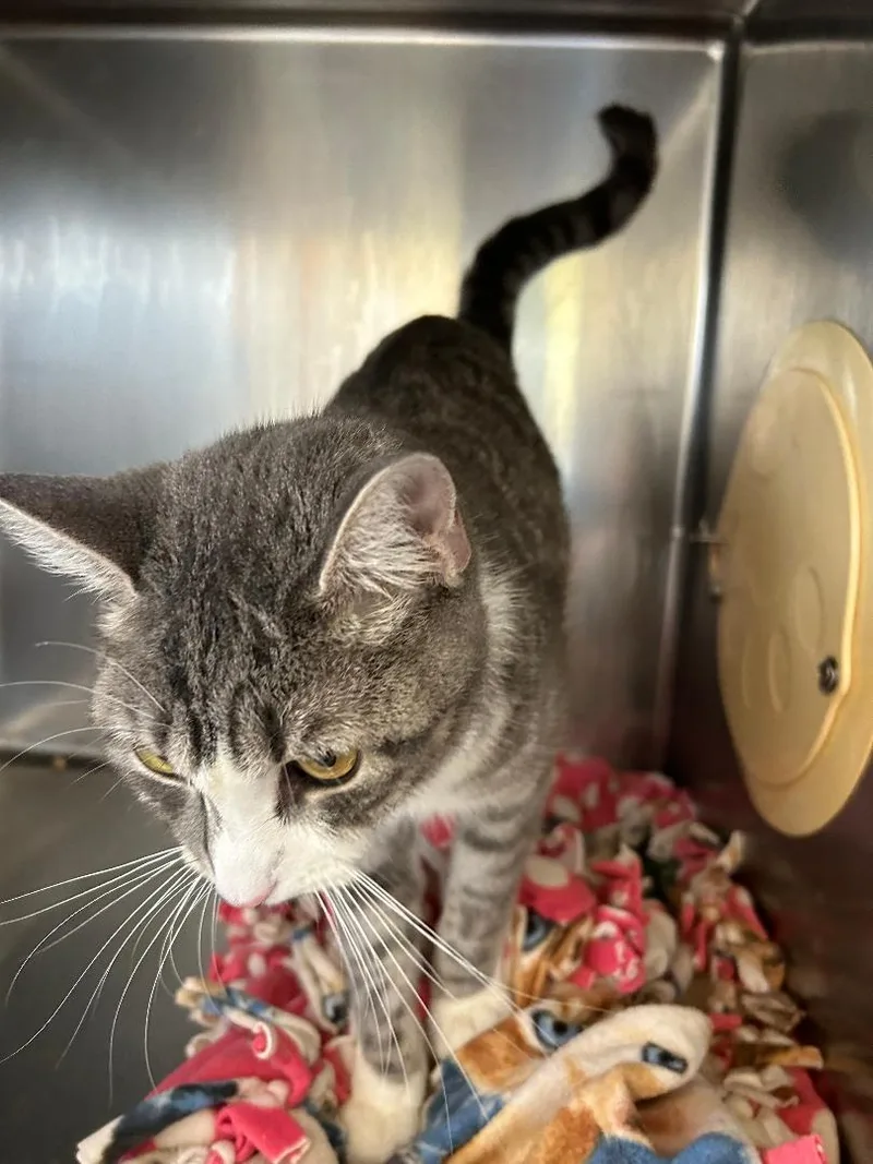 Daffodil thumbnail 2