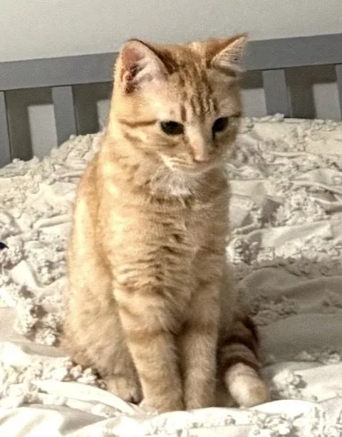 A baby medium-sized male Orange & White Tabby cat named Leo for adoption in Greensboro, NC