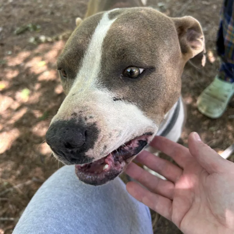 An adult medium-sized female Brown / Chocolate Mixed Breed dog named Bex for adoption in Columbus, GA
