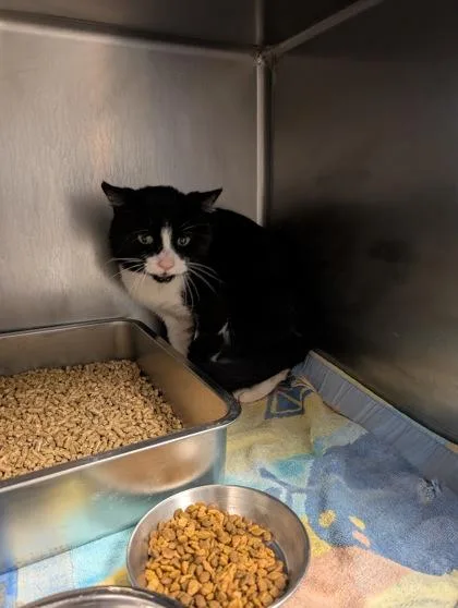 An adult medium-sized male Domestic Short Hair cat named Gideon for adoption in South Bend, IN