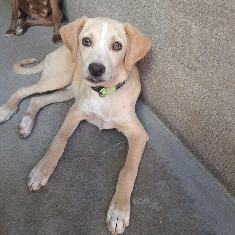 A young small-sized male Yellow / Tan / Blond / Fawn Mixed Breed dog named Jeeves for adoption in Casa Grande, AZ
