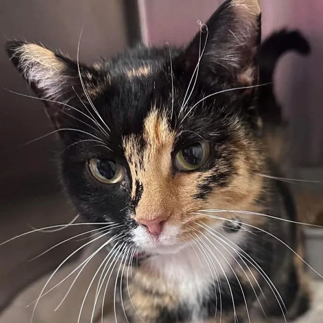 A young small-sized female Tortoiseshell Domestic Short Hair cat named Lani for adoption in Frederick, MD