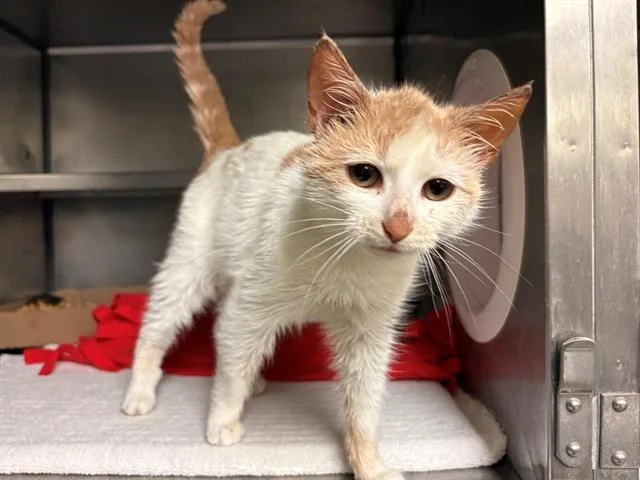 A young small-sized female Domestic Short Hair cat named Ginny for adoption in Fort Wayne, IN