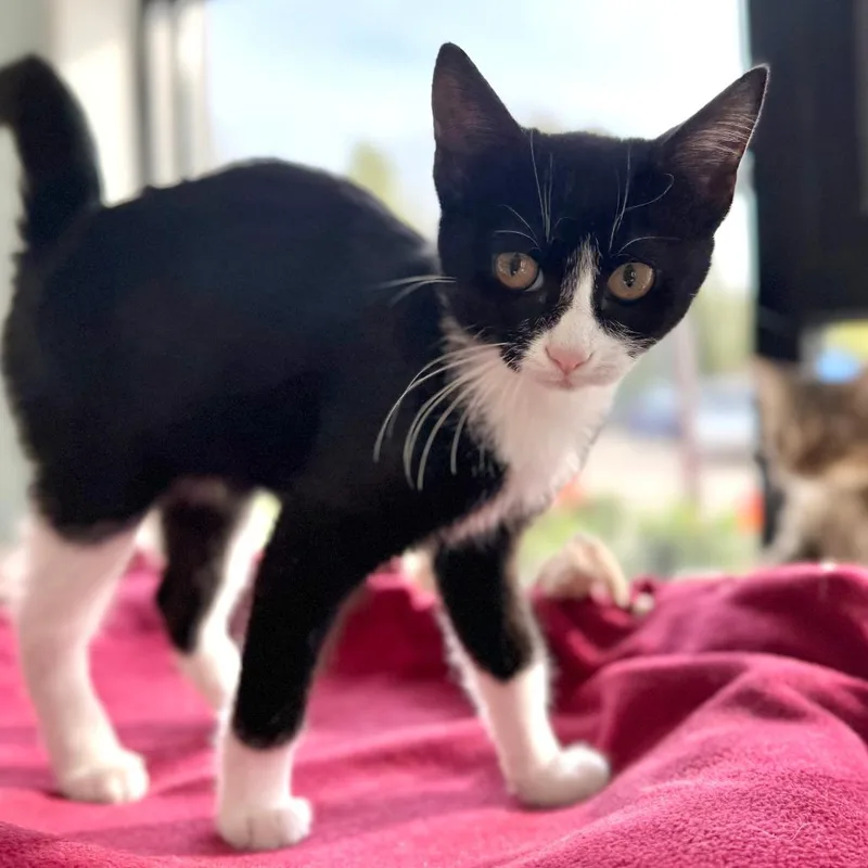 A baby small-sized female Black Domestic Short Hair cat named Pearl for adoption in Deerfield, IL