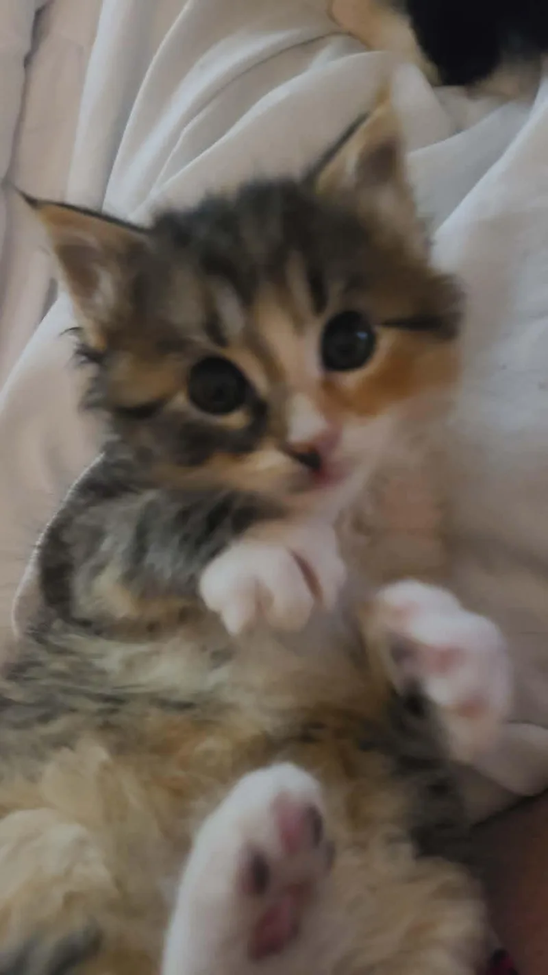 Toffee thumbnail 2