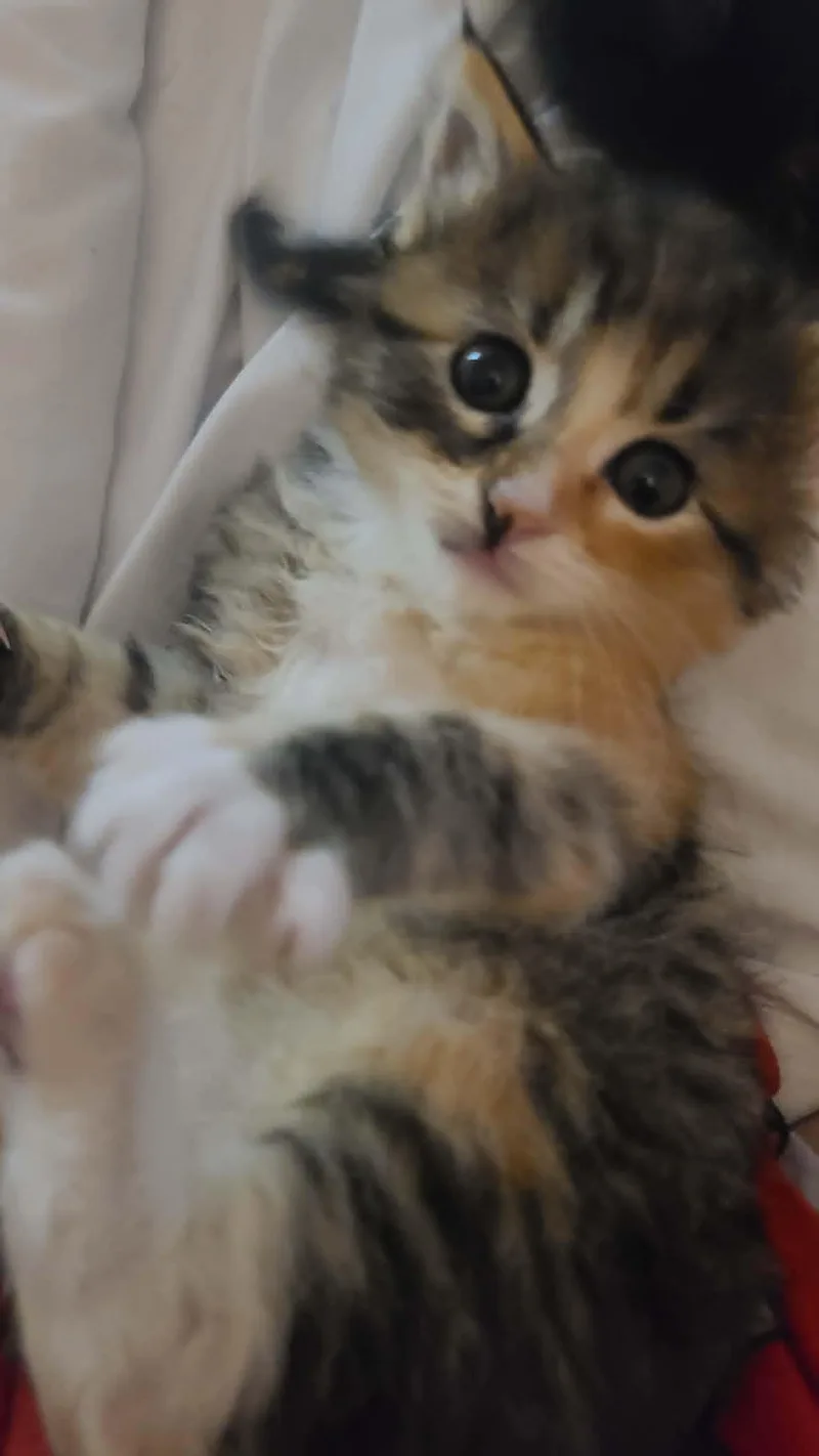 Toffee thumbnail 3