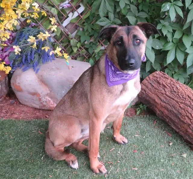 A young large-sized female Belgian Shepherd / Malinois dog named Gina for adoption in Oklahoma City, OK