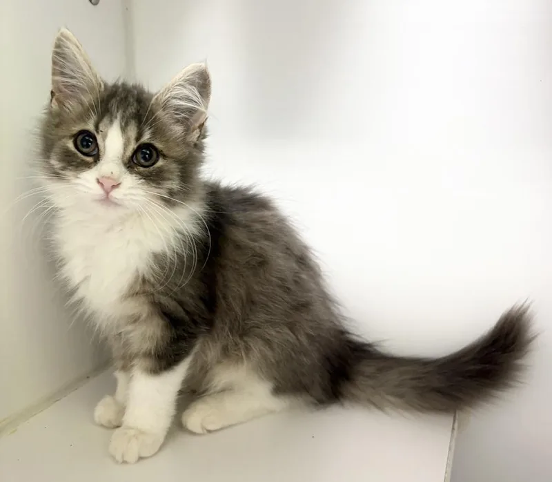 A baby medium-sized female Gray & White Domestic Medium Hair cat named Dora for adoption in Rochester, IN
