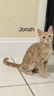 Jonah