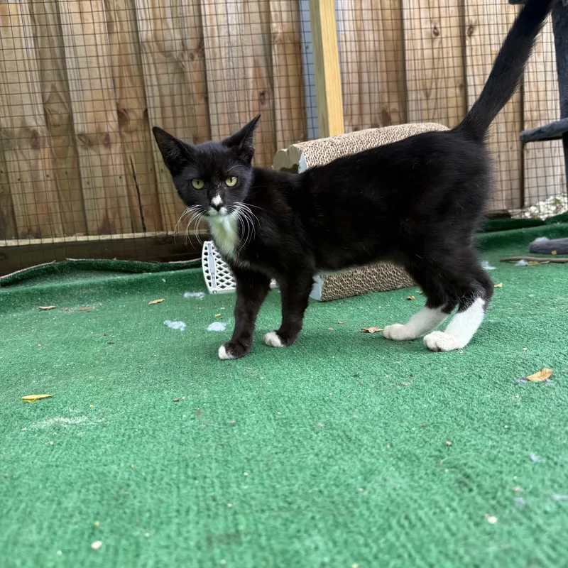Orca thumbnail 6