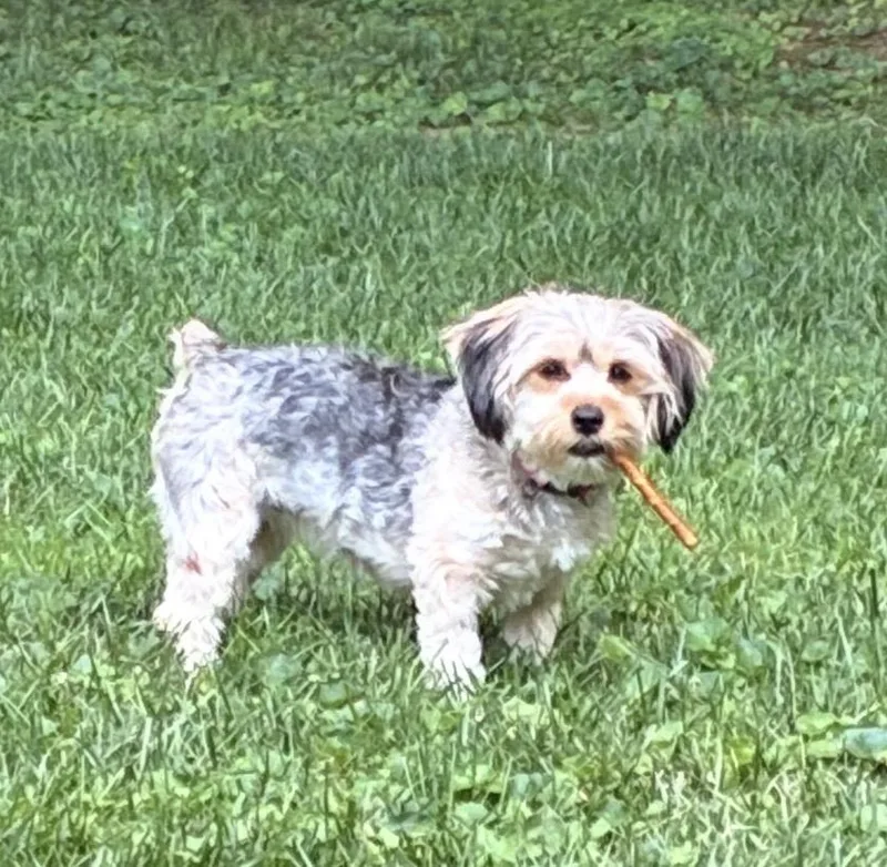 An adult small-sized female Apricot / Beige Mixed Breed dog named Dolly for adoption in Maineville, OH