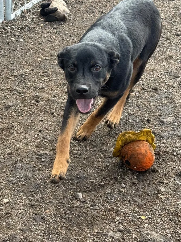 A baby medium-sized female Mixed Breed dog named Fauna for adoption in Minot, ND