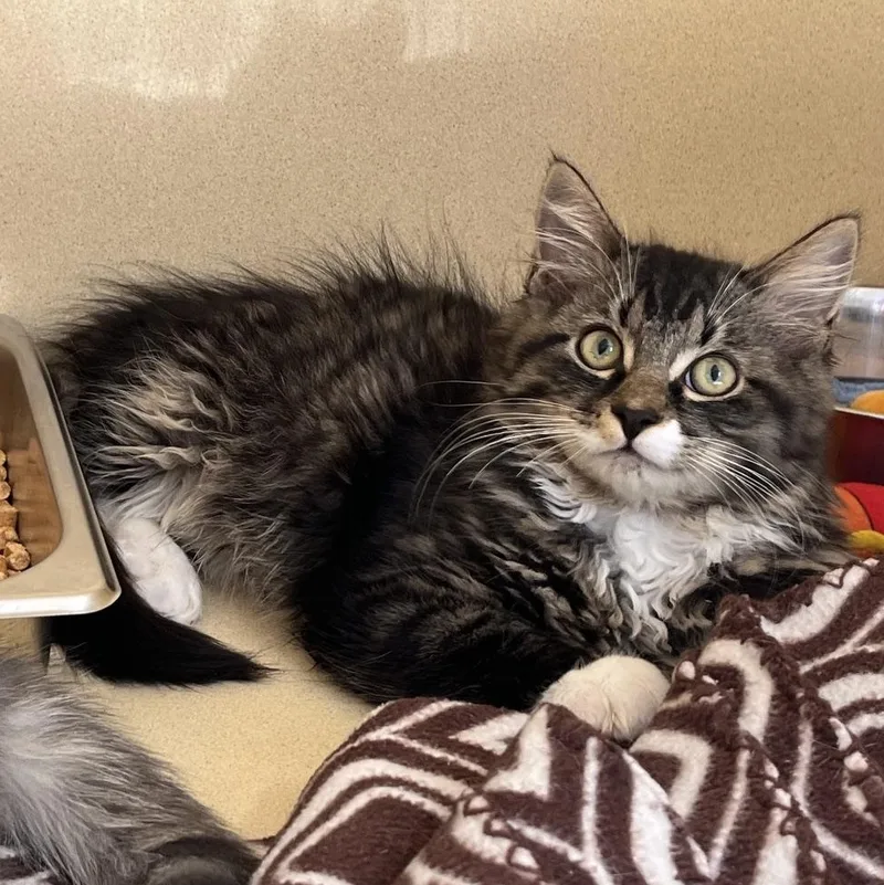 A baby medium-sized male Brown / Chocolate Domestic Long Hair cat named Sunfyre for adoption in Clarksville, VA