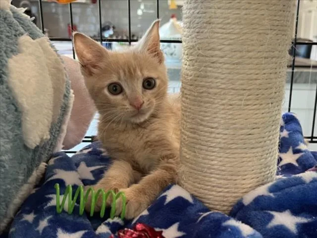 A baby small-sized male Domestic Short Hair cat named Momo for adoption in Woodland, CA