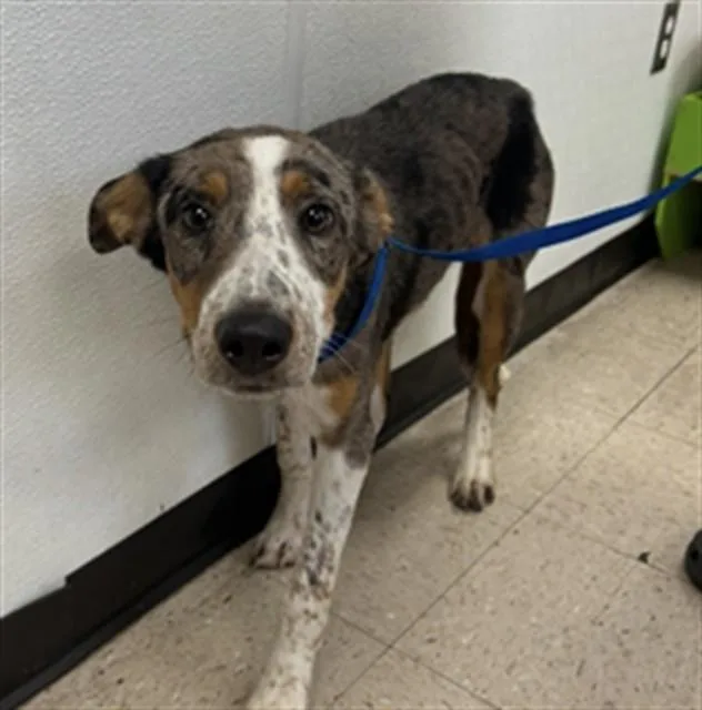 A young medium-sized male Australian Kelpie dog named Kenny for adoption in Killeen, TX