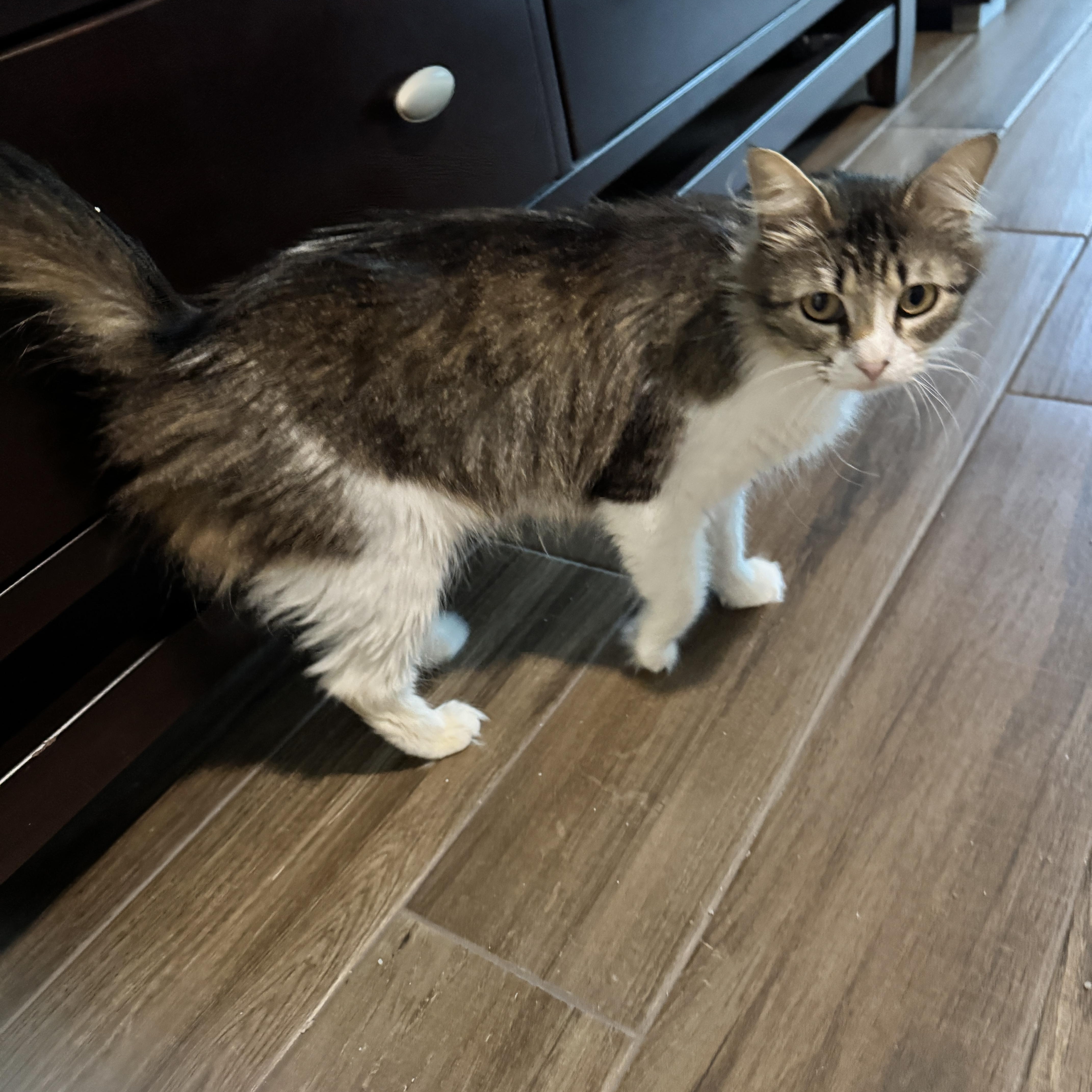 A young small-sized female Tabby (Brown / Chocolate) Domestic Medium Hair cat named April  Rf Petsmart for adoption in Spring, TX