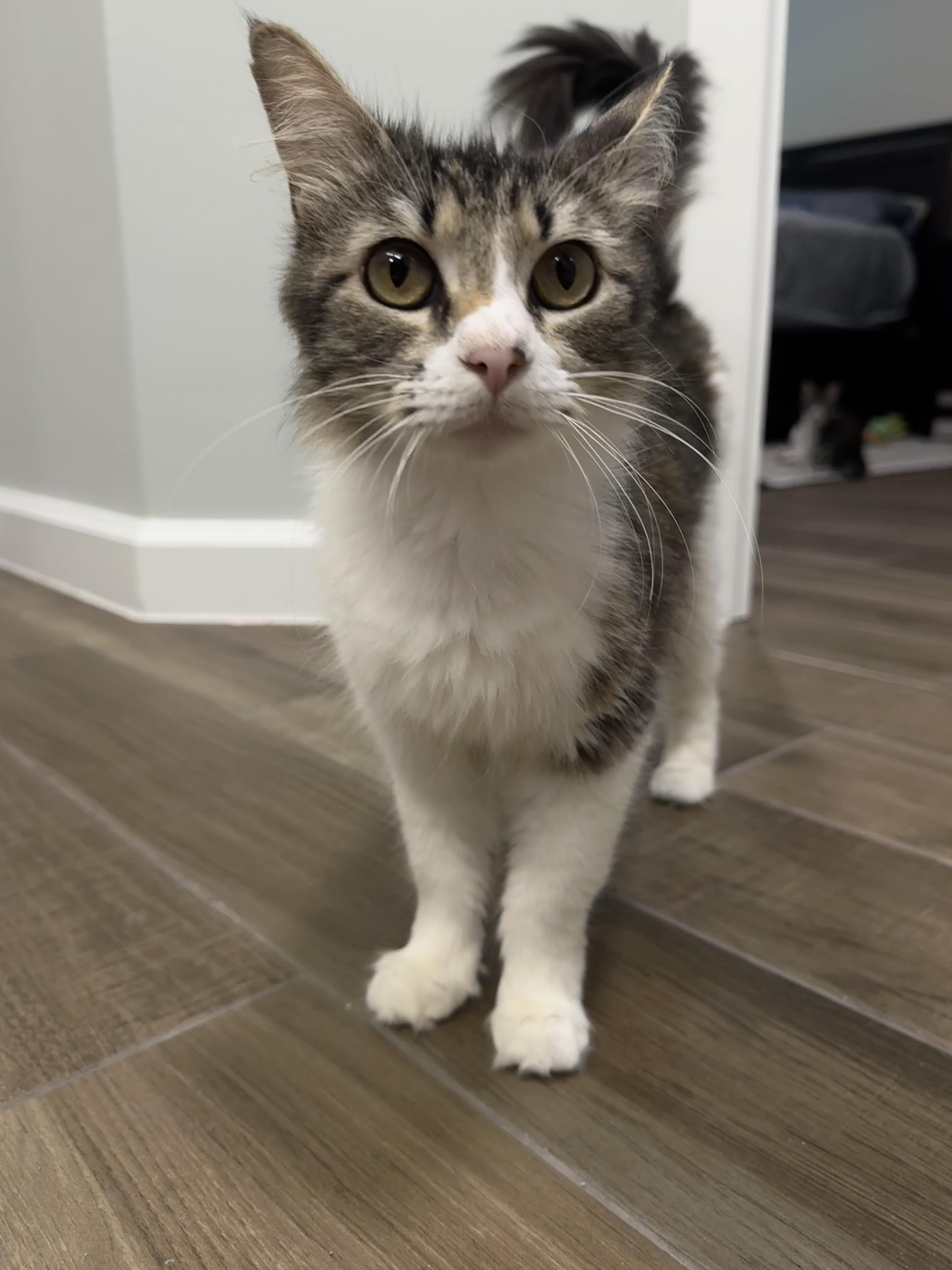 April  Rf Petsmart thumbnail 2