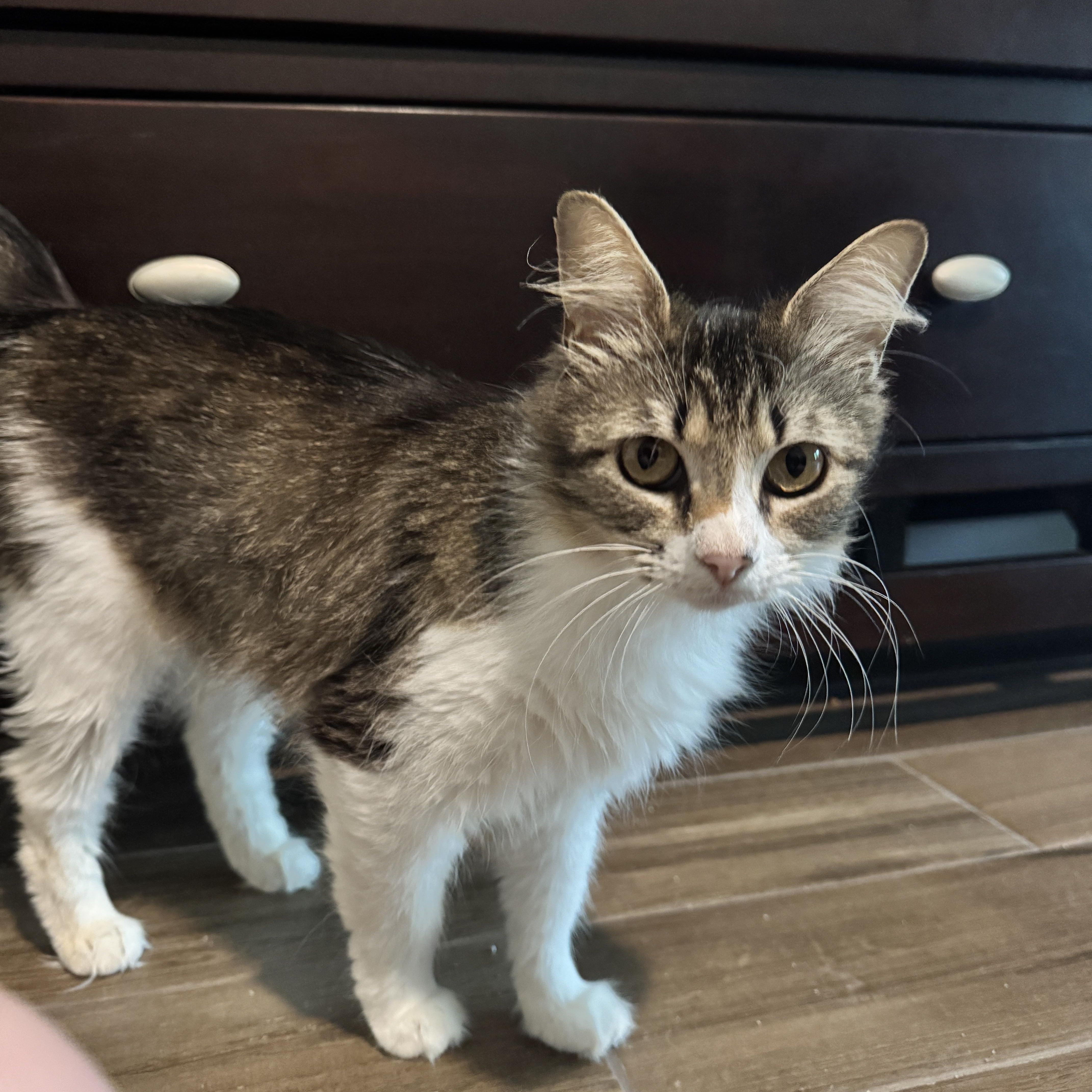 April  Rf Petsmart thumbnail 3