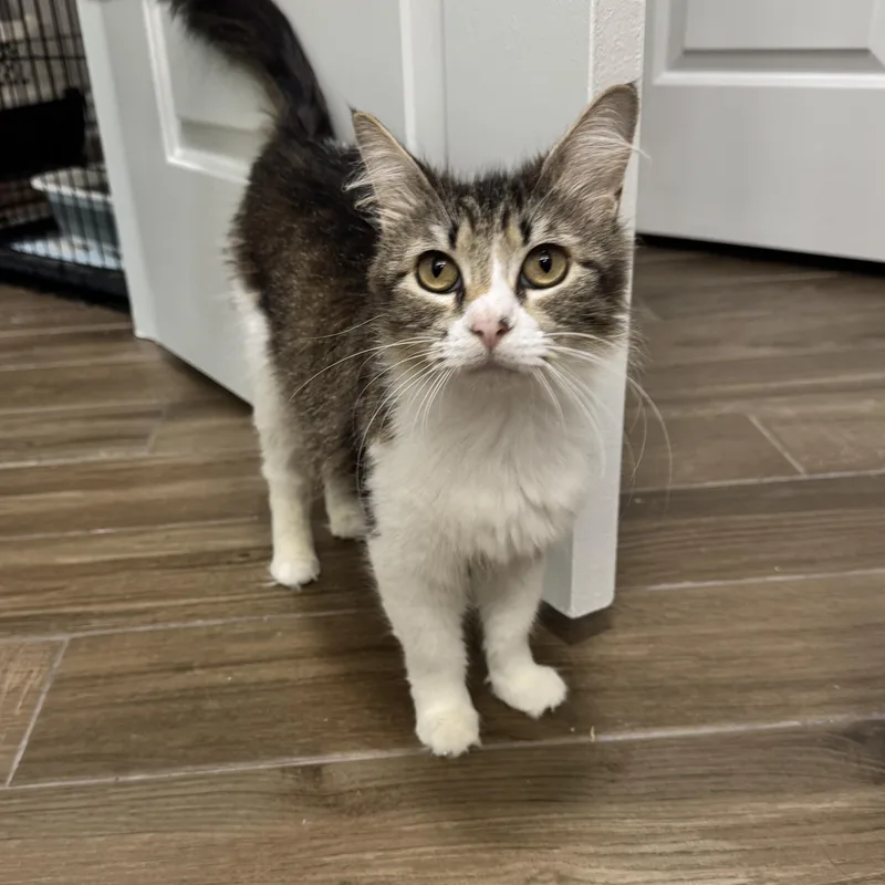 April  Rf Petsmart thumbnail 4