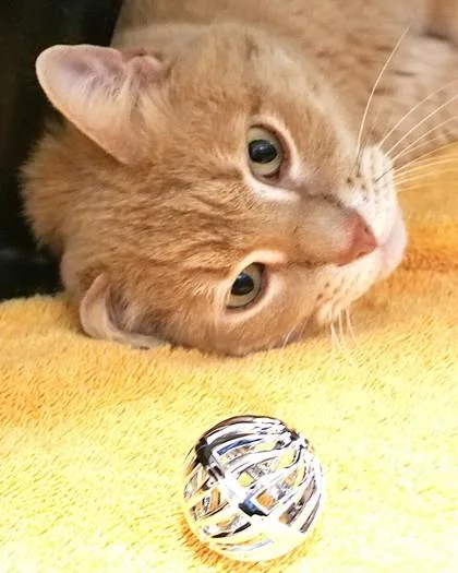 A senior large-sized male Domestic Short Hair cat named Manny for adoption in Fishers, IN
