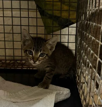 A baby small-sized female Domestic Short Hair cat named Elayne for adoption in Honolulu, HI