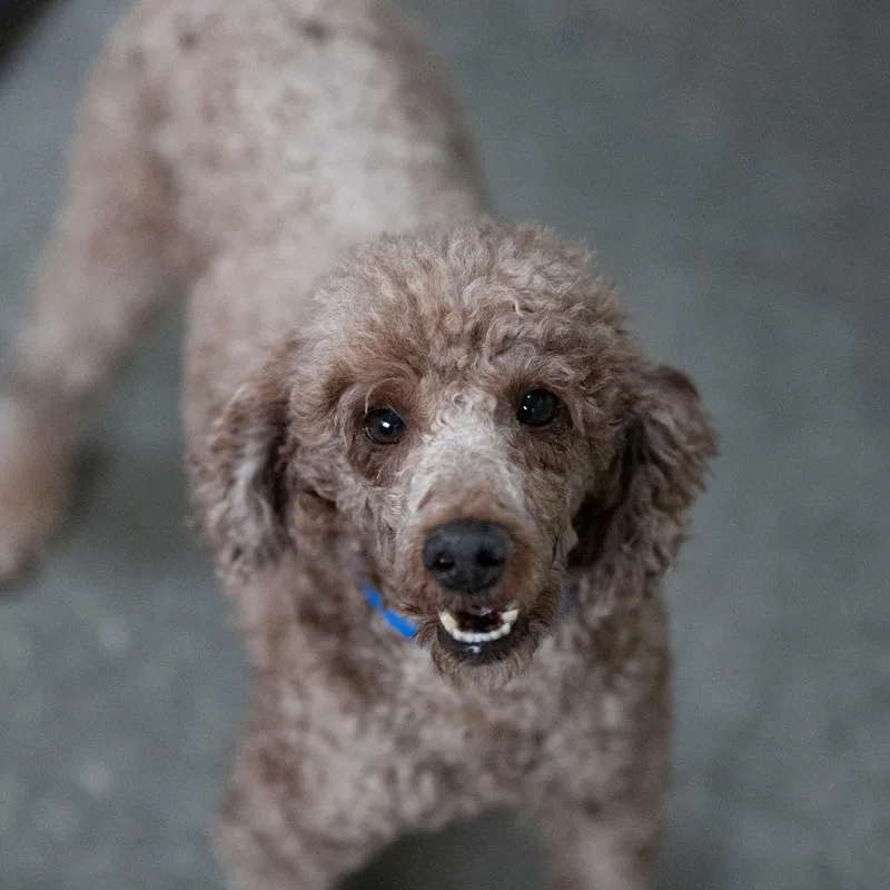 An adult small-sized male Yellow / Tan / Blond / Fawn Miniature Poodle dog named Bentley for adoption in Peyton, CO