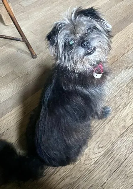 An adult small-sized female Shih Tzu dog named Mindy for adoption in Memphis, TN