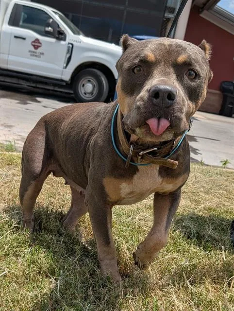 An adult large-sized female American Staffordshire Terrier dog named Kat for adoption in San Antonio, TX