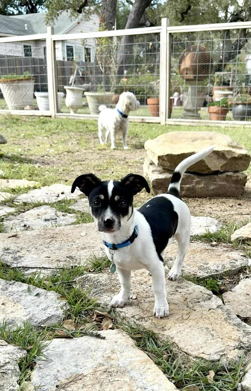 Scooter Is A Happy thumbnail 2