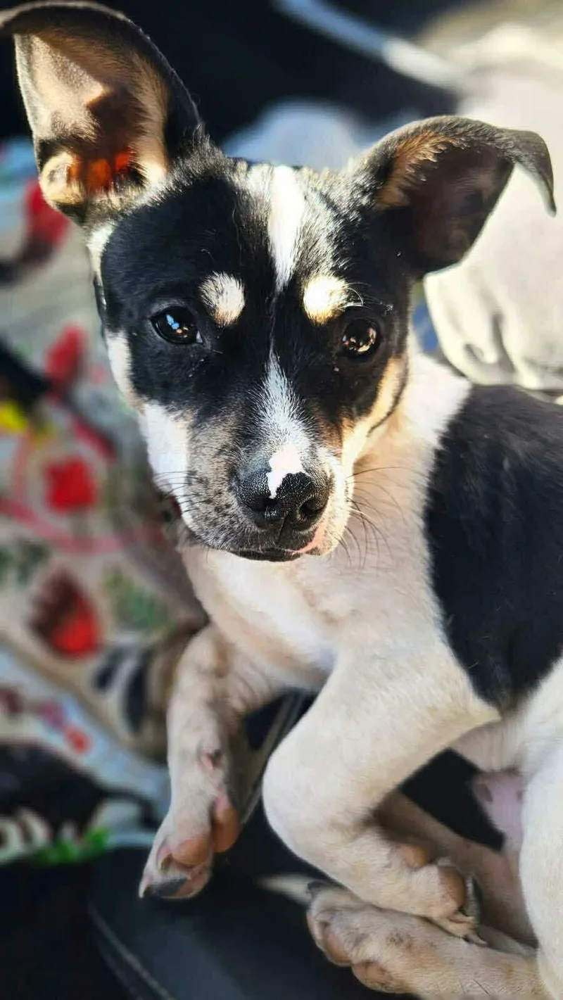 Scooter Is A Happy thumbnail 3