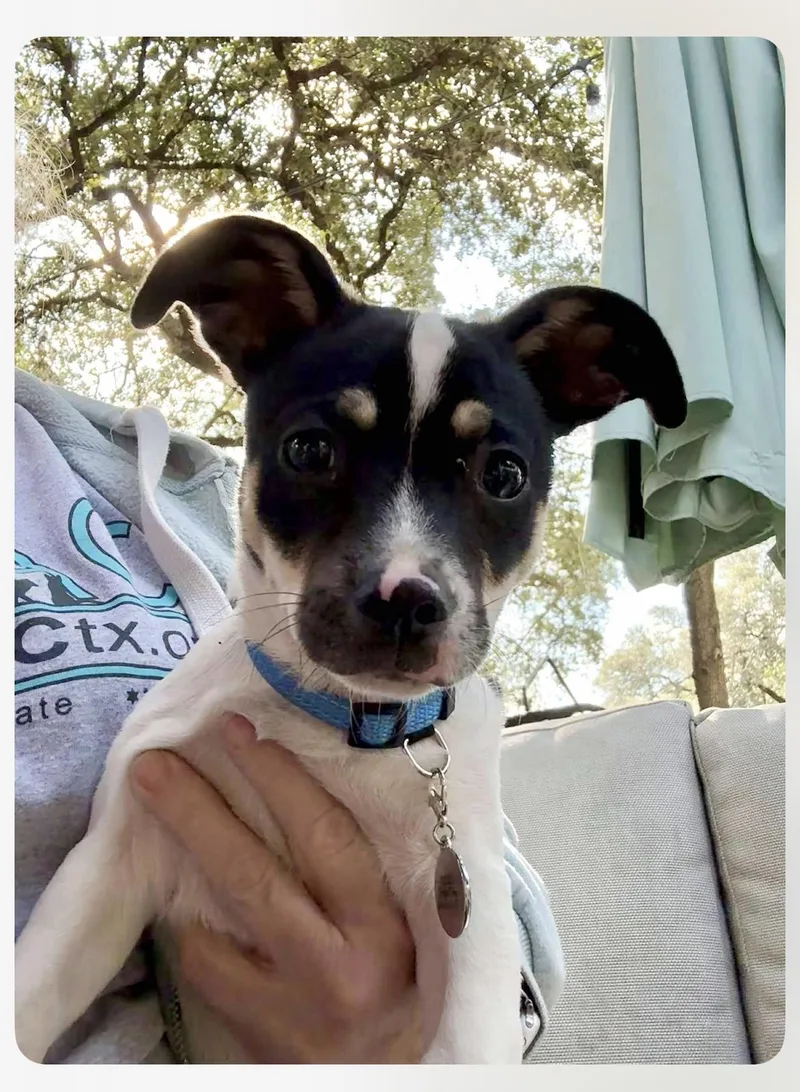 Scooter Is A Happy thumbnail 4