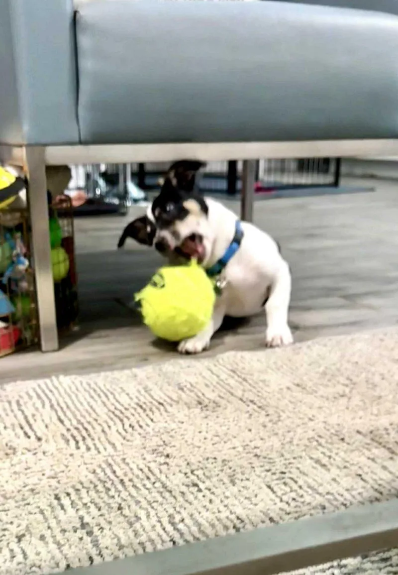 Scooter Is A Happy thumbnail 5