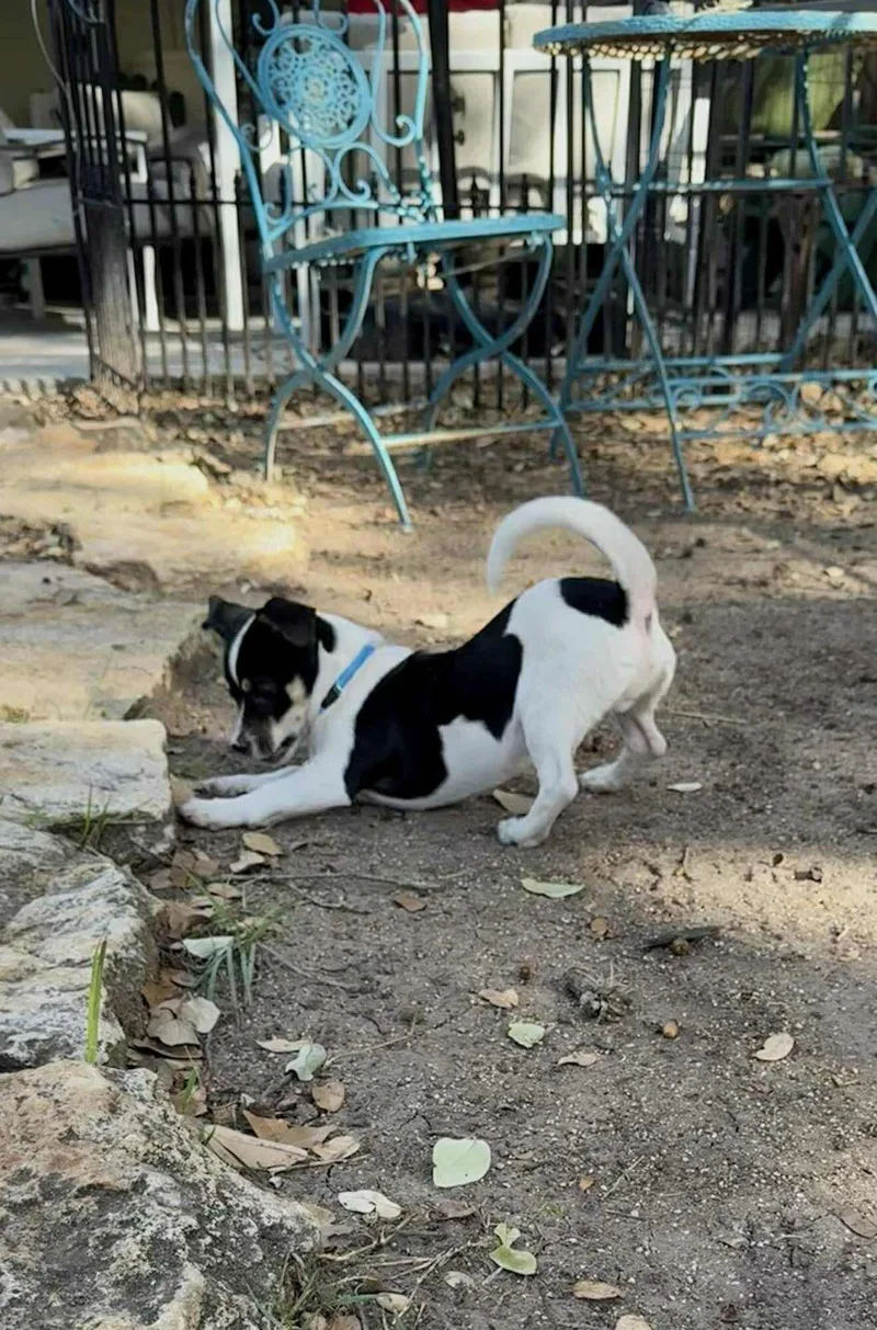 Scooter Is A Happy thumbnail 6
