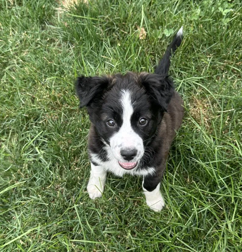 A baby medium-sized female Black Border Collie dog named Holly for adoption in Plainfield, IL
