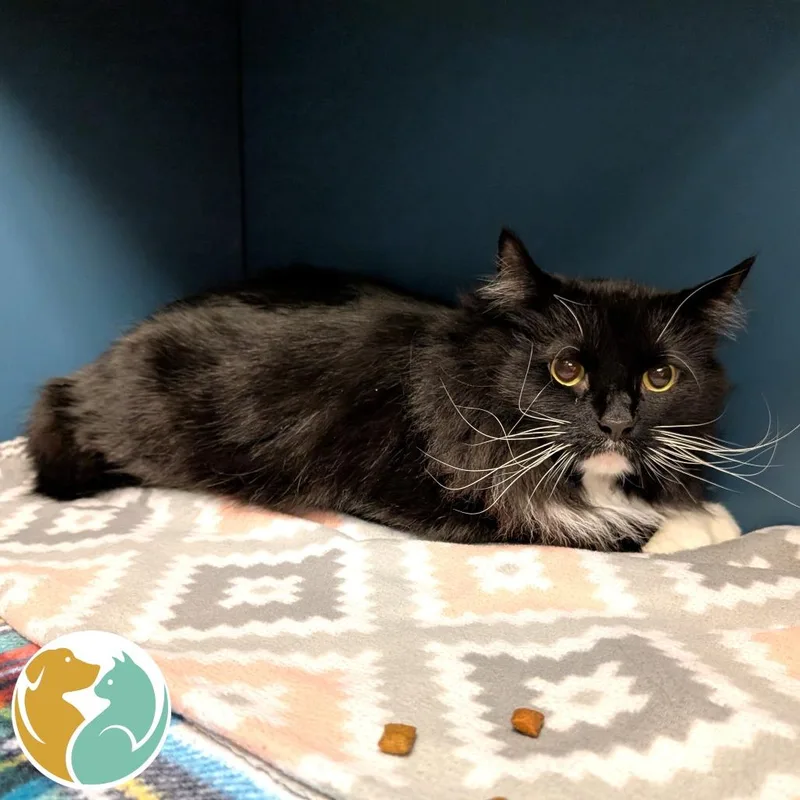 A senior small-sized male Black Domestic Long Hair cat named Midnight for adoption in Toledo, OH