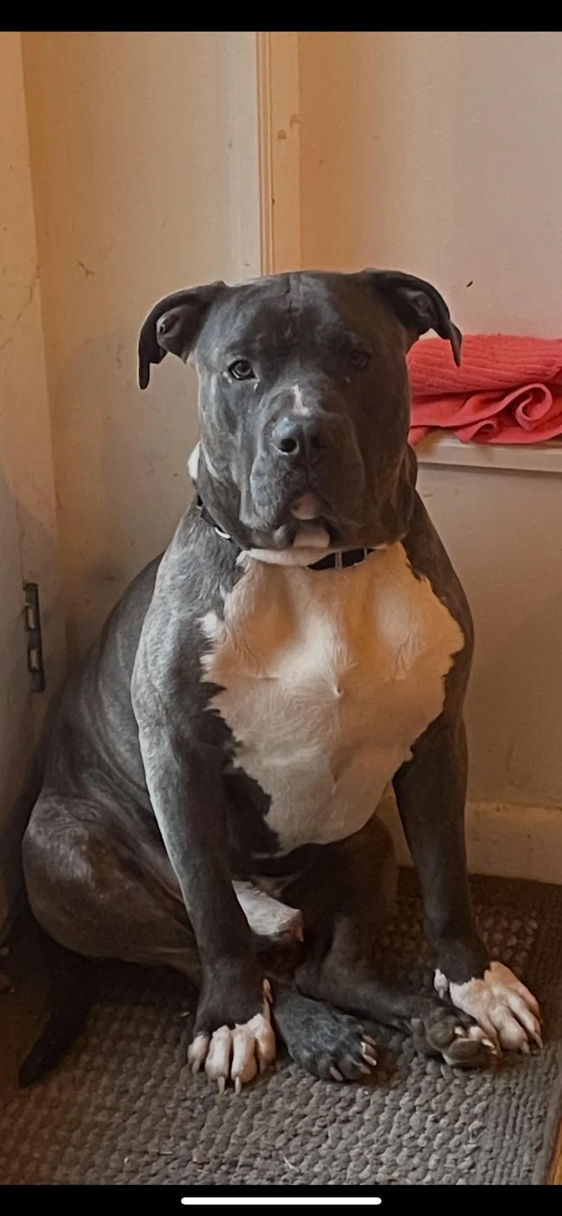 Jersey Mike thumbnail 3