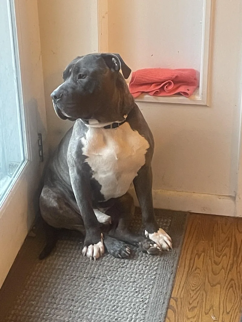 Jersey Mike thumbnail 4